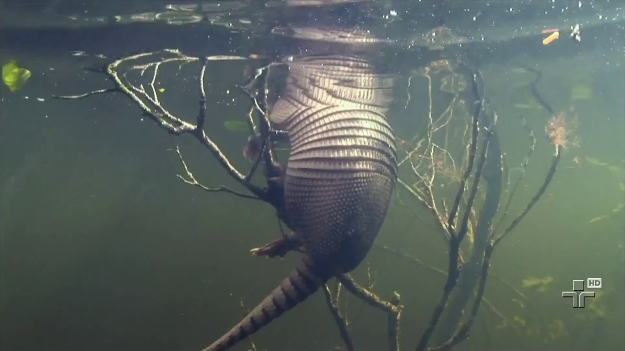 Amazonas Selvagem Berco da Vida 2011 HDTV 1080p