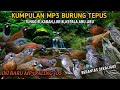 Suara Pikat Burung Tepus Tunggir Merah Kombinasi Tepus Kaban Lurik Kepala Abu Abu