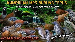 Download lagu suara pikat burung Tepus tunggir merah kombinasi Tepus kaban,lurik,kepala abu-abu mp3