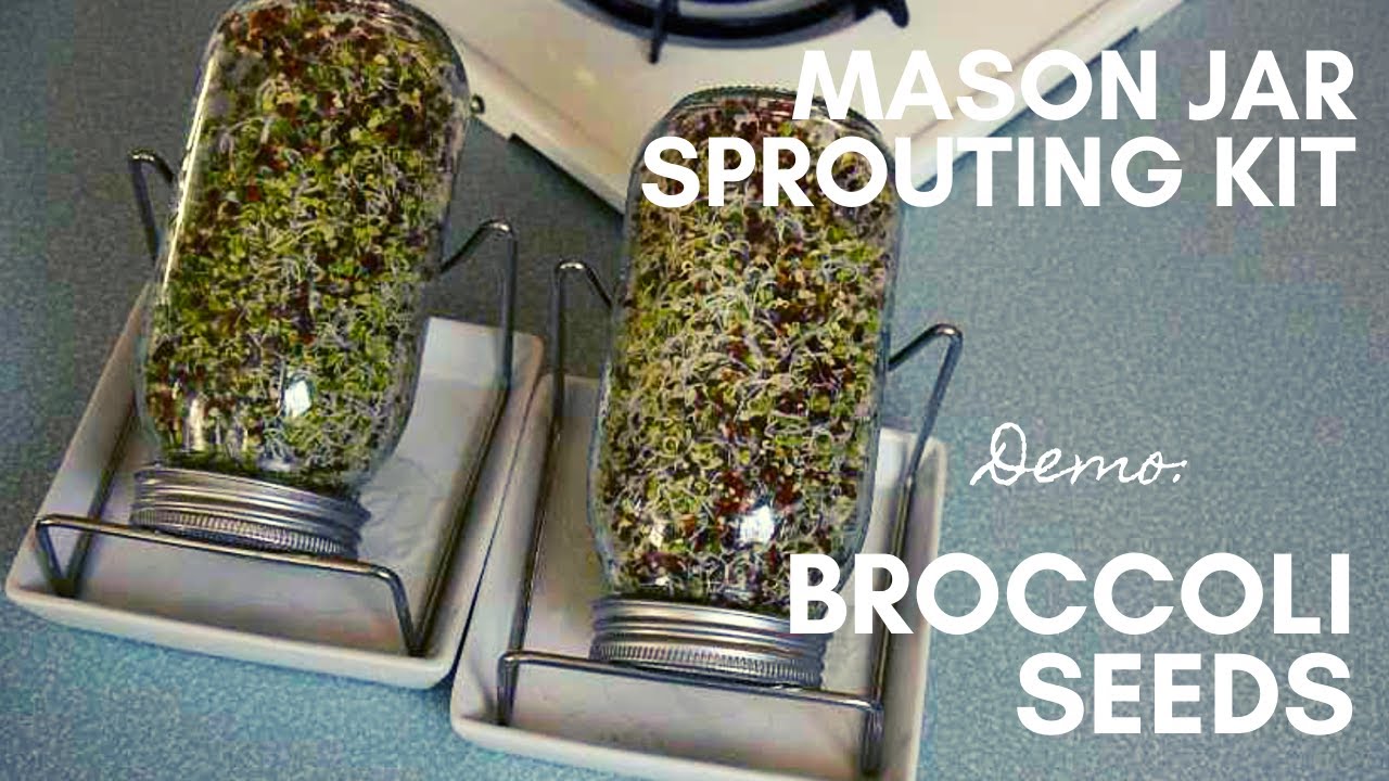 BROCCOLI SEED SPROUTING 101 // How to use a mason jar sprouting kit