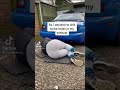 My Car Was Too Quiet So I Drilled Holes In The Exhaust SATISFYING TikTok Laurabianca Shorts