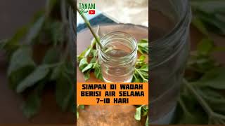 Download lagu Kerjaan Saat Gabut di Rumah, SEMAI DAN TANAM DAUN KEMANGI SAJA. Relatif mudah #shorts #daunkemangi mp3 Download lagu Kerjaan Saat Gabut di Rumah, SEMAI DAN TANAM DAUN KEMANGI SAJA. Relatif mudah #shorts #daunkemangi mp3
