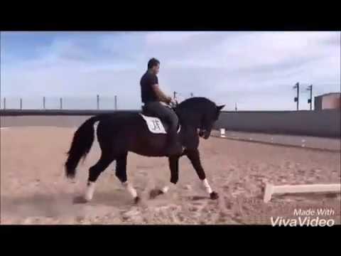 Vidéo Labrador monté