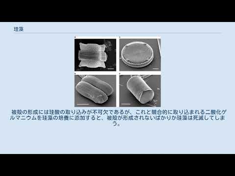 生物インスピレーションとしての珪藻