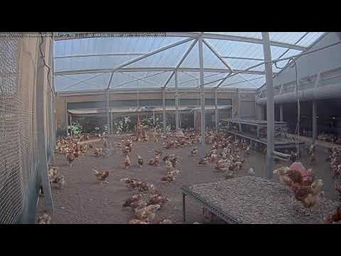 Rondeel Chickens Cam live webcam