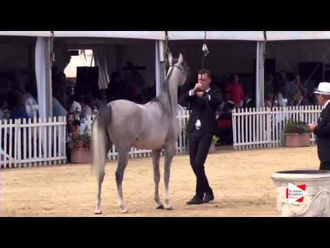 N.44 ORLA TURNIA - Menton 2015 - Fillies 2 years old (Class 2B)