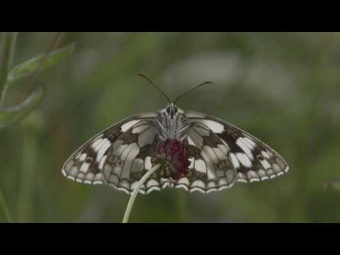 Welcome to Greystones