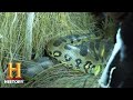 Swamp People Serpent Invasion GIANT ANACONDA HUNT IN EVERGLADES Season 1 History