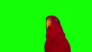 red birb Gumi disappearing and reappearing