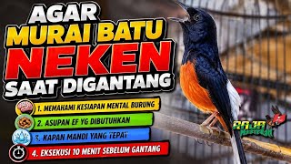 Download lagu SECRET ‼️ MURAI BATU NGOTOT ON THE HANGING ROCK mp3 Download lagu SECRET ‼️ MURAI BATU NGOTOT ON THE HANGING ROCK mp3