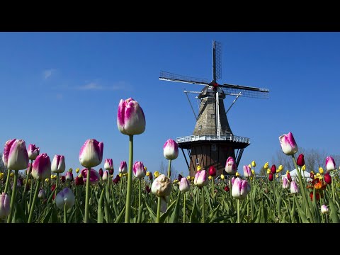 This Dutch windmill in Holland is a unique U.S. landmark