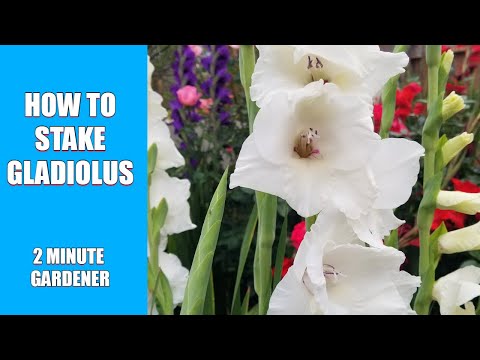 How to stake gladiolus