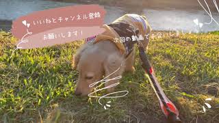 買い物帰りのなんとなく動画です。 #カニンヘンダックス #ミニチュアダックス #古民家 #犬のいる暮らし #dachshund
