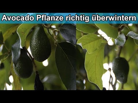 , title : 'Avocado Pflanze richtig überwintern & was man vermeiden sollte / Avocadobaum im Winter'
