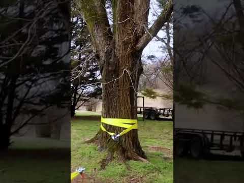 How I used a winch and two snatch blocks to remove five stumps of 20+ year old cedar trees