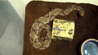 copperhead cottonmouth baby mouse lol