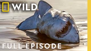 Download lagu It's a Shark Eat Shark World (Full Episode) | SPECIAL | Nat Geo Animals mp3 Download lagu It's a Shark Eat Shark World (Full Episode) | SPECIAL | Nat Geo Animals mp3