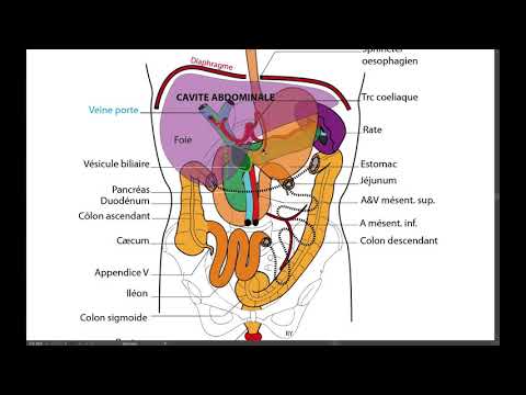 Introduction à l'anatomie de l'appareil digestif
