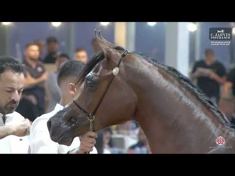 N 310 JOLEA AL HASAN   The Arabian Horse Galilee Show 2023   Yearling Fillies B Class 5