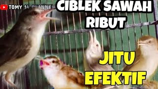 Download lagu Gak pake Lama !!! Pancingan ciblek sawah ombyokan biar cepat bunyi gacor nembak nembak mp3