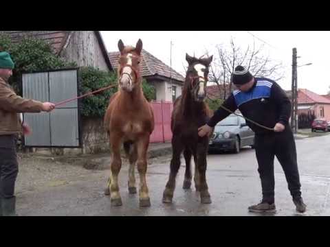 Manjii lui Marcel de la Cordau, Bihor - 2020 Nou!!!