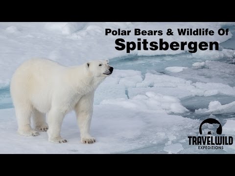 3rd YouTube video about are there polar bears in norway
