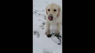 Golden retriever puppy Ringo first time in the snow