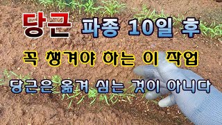 [텃밭농부 1,661]  당근파종 10일 후 반드시 챙겨야 할 이 작업.#당근재배