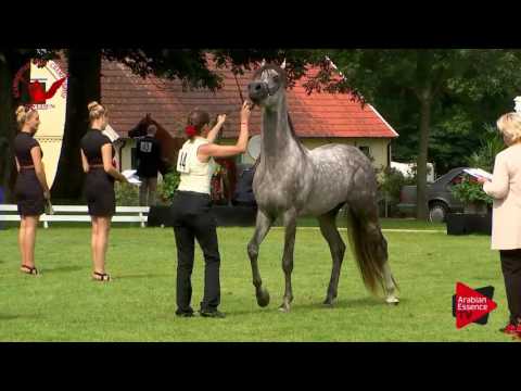 N.44 KRESZ - Scandinavian Open Championship 2017 - Colts 3 Years old (Class 8)