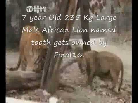 Sumatran Tiger vs Male African Lions, Male lion submits.
