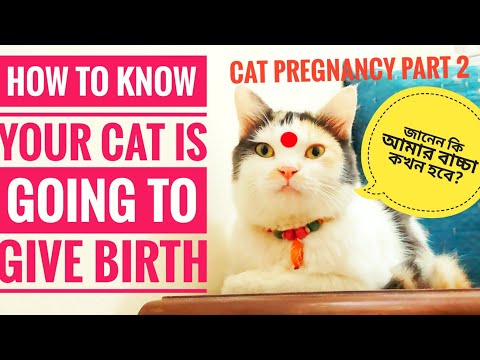 Stages of cat labor: Cat is ready to give birth? বিড়ালের বাচ্চা জন্ম দেয়ার সময় হয়েছে বুঝবেন কি করে?