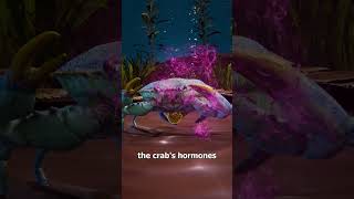 Download lagu Parasite Forces A Crab To Raise Its Babies 😨 mp3