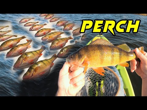 Jumbo Perch On Pickerel Rigs