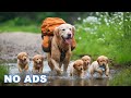 12 Hours Of Dog TV For Dogs To Watch Anti Anxiety Video For Dogs Left Home Alone Calm Dog Music