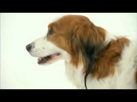 Pet4you.gr: Dogs Kooikerhondje