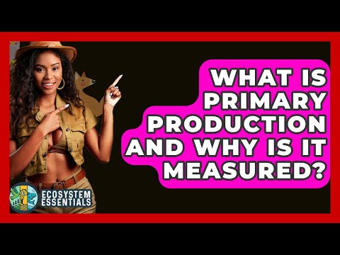 What Is Primary Production And Why Is It Measured? - Ecosystem Essentials