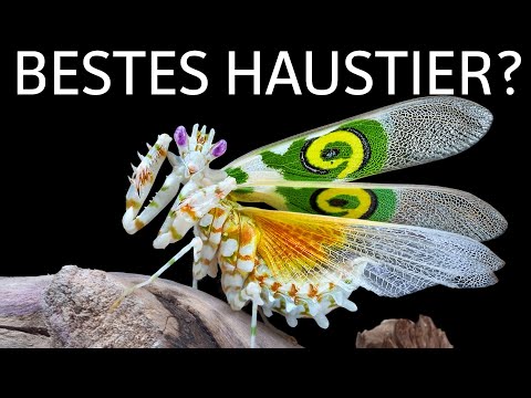 Gottesanbeterin als Haustier?