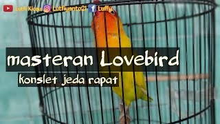 Download lagu Masteran lovebird konslet jeda rapat mp3