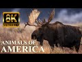 ANIMALS OF AMERICA 8K Ultra HD Wildlife Documentary