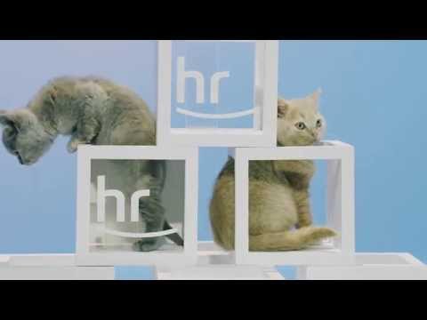 Der neue hr-Katzenpausenfüller