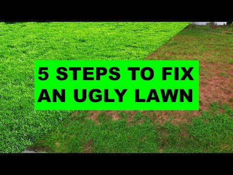 How to Fix an Ugly Lawn in 5 Easy Steps