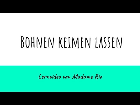 Bohnen keimen lassen