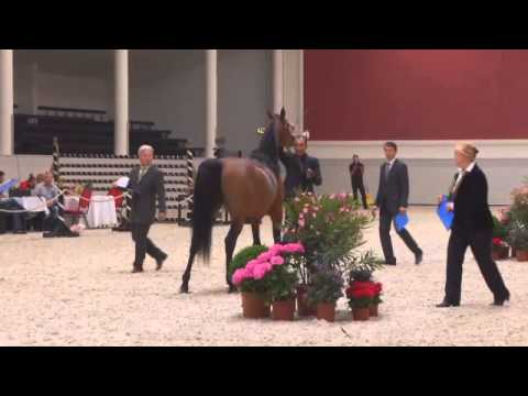 Berlin Cup Werder 2013 - Stallion 4-6 years old (Class 12) - N.27 NAYIEL AL KHALED