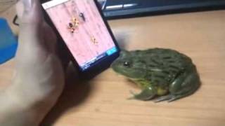 How To Piss Off A Frog funny humor