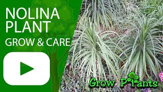 Nolina plant - grow & care (Bear Grass plant)