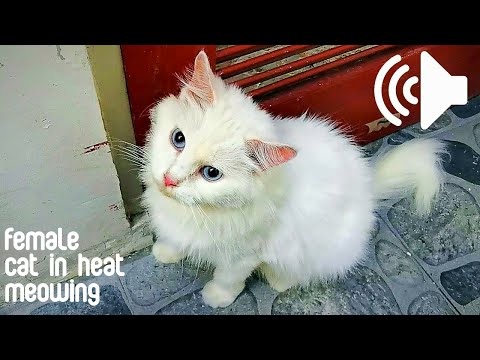 FEMALE CAT IN HEAT MEOWING TO MALE - PRANK YOUR PETS