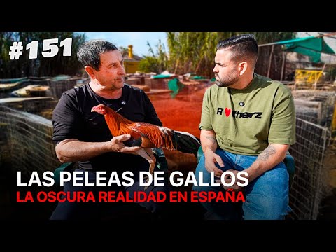 CRISTOBAL (Gallero) #batmowli LA OSCURA REALIDAD de las PELEAS de GALLOS en ESPAÑA (dinero, mafias)