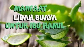 3 Manfaat Lidah Buaya untuk Ibu Hamil, Bisa Hilangkan Stretch Mark