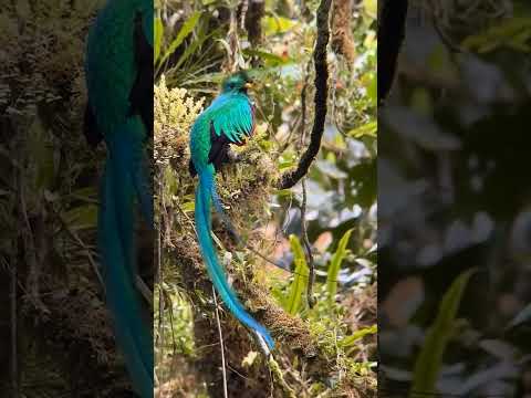 El CANTO DEL QUETZAL #guatemala #quetzal #aves