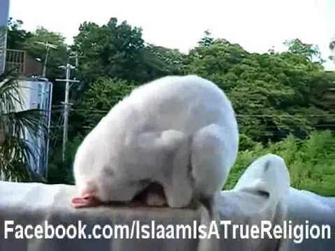 A cat is in Pray Billi Sajde main hai Subhan ALLAH  !!